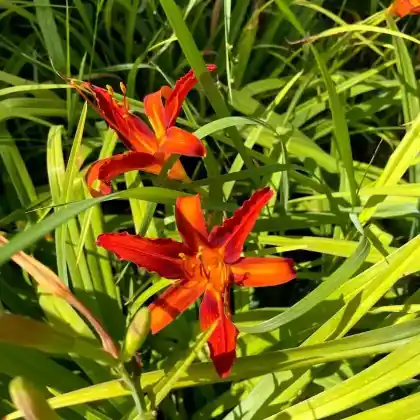Foto von Taglilie 'Sammy Russel' (Hemerocallis x cultorum 'Sammy Russel')