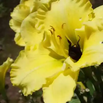Foto von Taglilie 'Stella de Oro' (Hemerocallis x hybrida 'Stella de Oro')