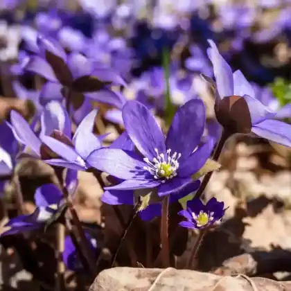 Foto von Leberblümchen (Hepatica nobilis)