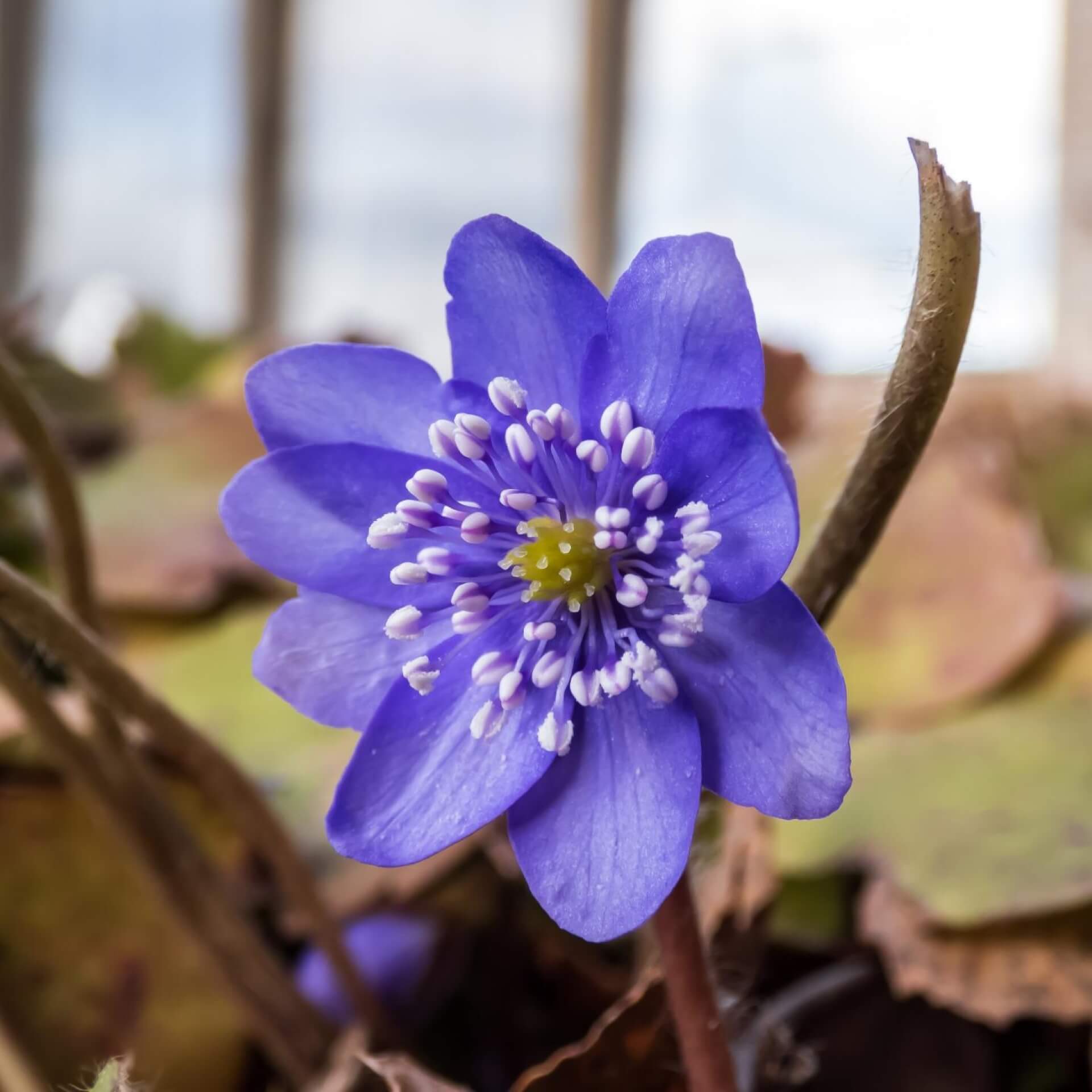 Siebenbürger Leberblümchen (Hepatica transsilvanica)