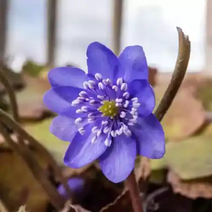Foto von Siebenbürger Leberblümchen (Hepatica transsilvanica)