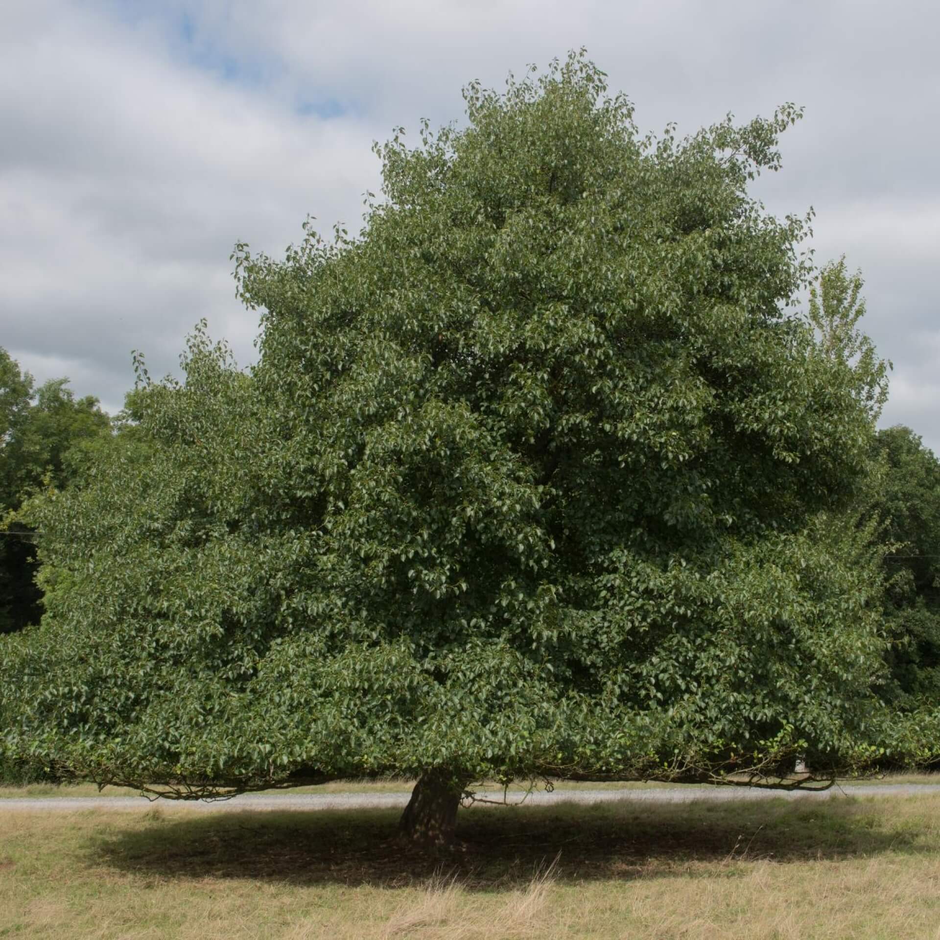 Schwarz-Erle (Alnus glutinosa)