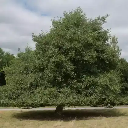 Foto von Schwarz-Erle (Alnus glutinosa)