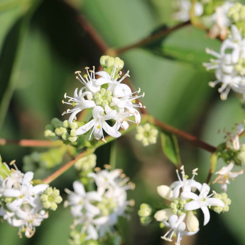 Sieben Söhne des Himmels Strauch / Heptacodium miconioides