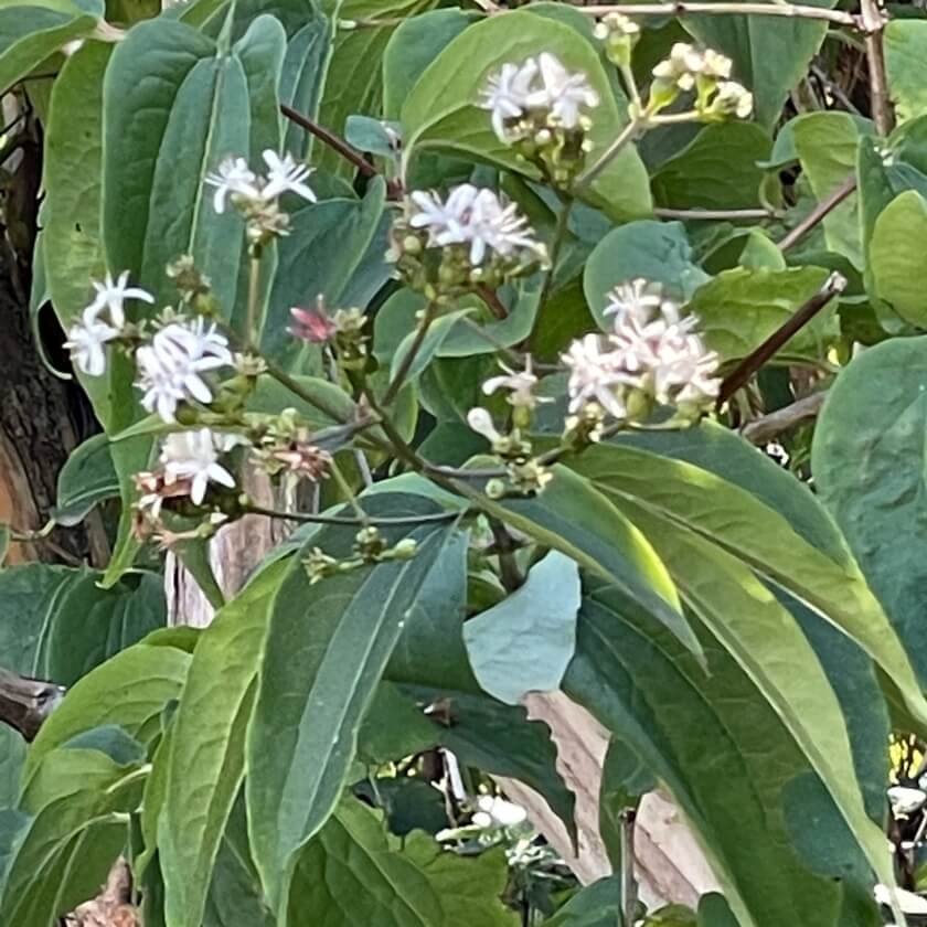 Sieben Söhne des Himmels Strauch / Heptacodium miconioides