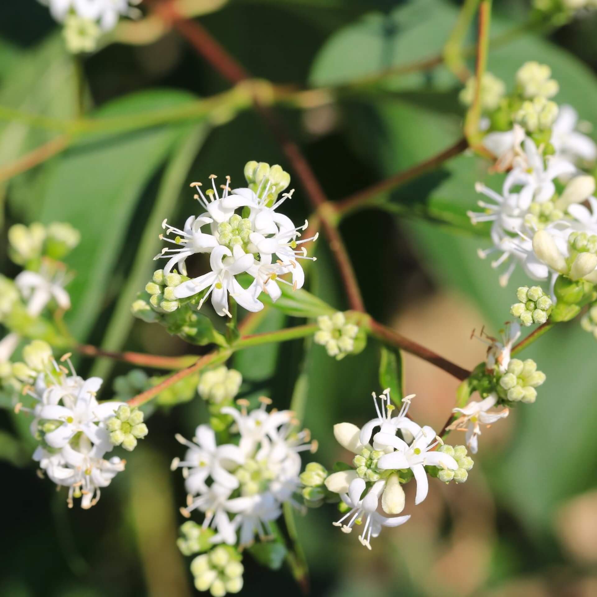 Sieben Söhne des Himmels Strauch (Heptacodium miconioides)