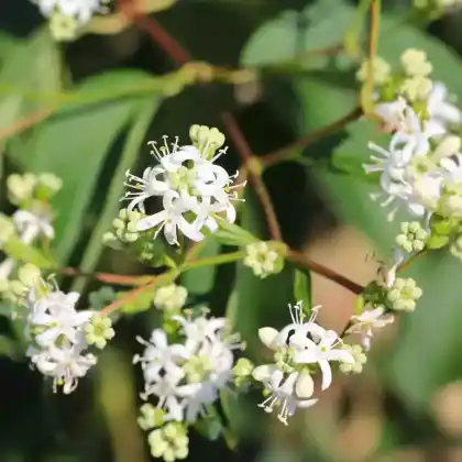 Foto von Sieben Söhne des Himmels Strauch (Heptacodium miconioides)