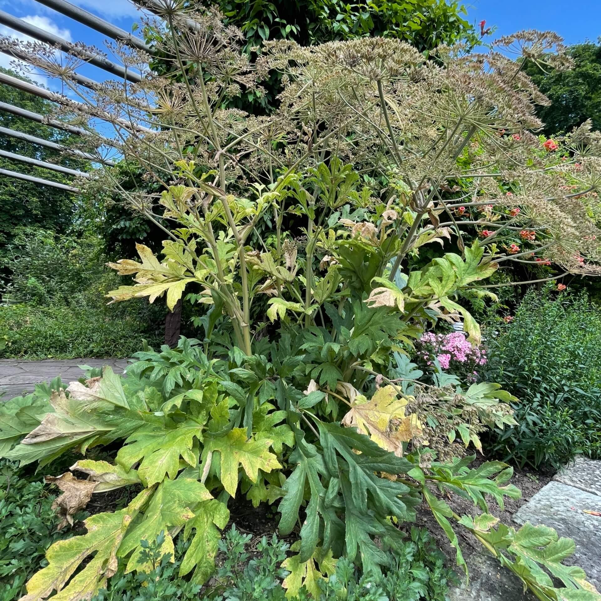 Herkulesstaude (Heracleum lanatum)