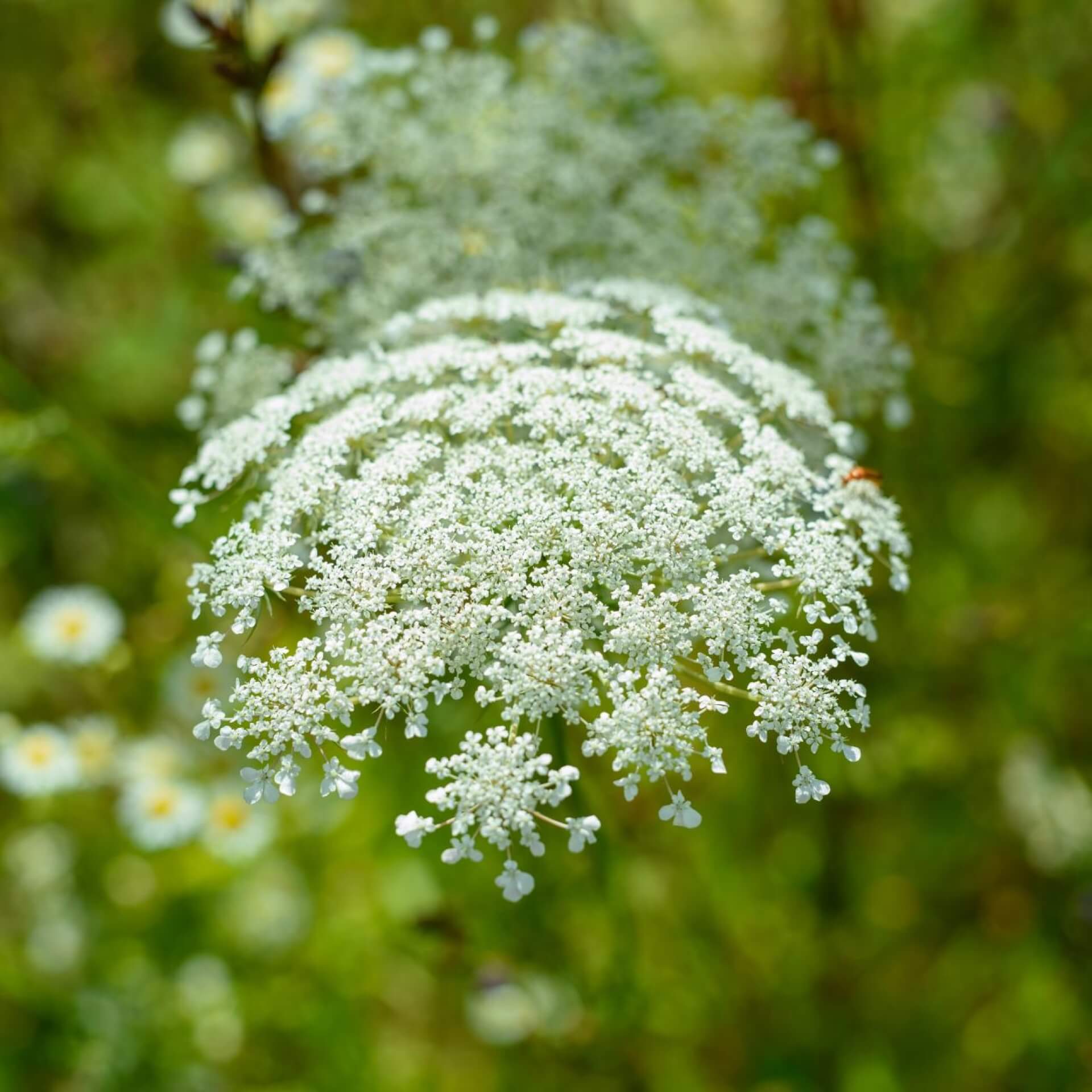 Wiesen-Bärenklau (Heracleum sphondylium)