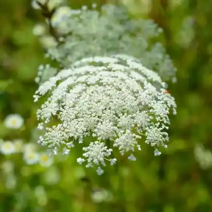 Foto von Wiesen-Bärenklau (Heracleum sphondylium)