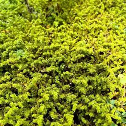 Foto von Kahles Bruchkraut (Herniaria glabra)