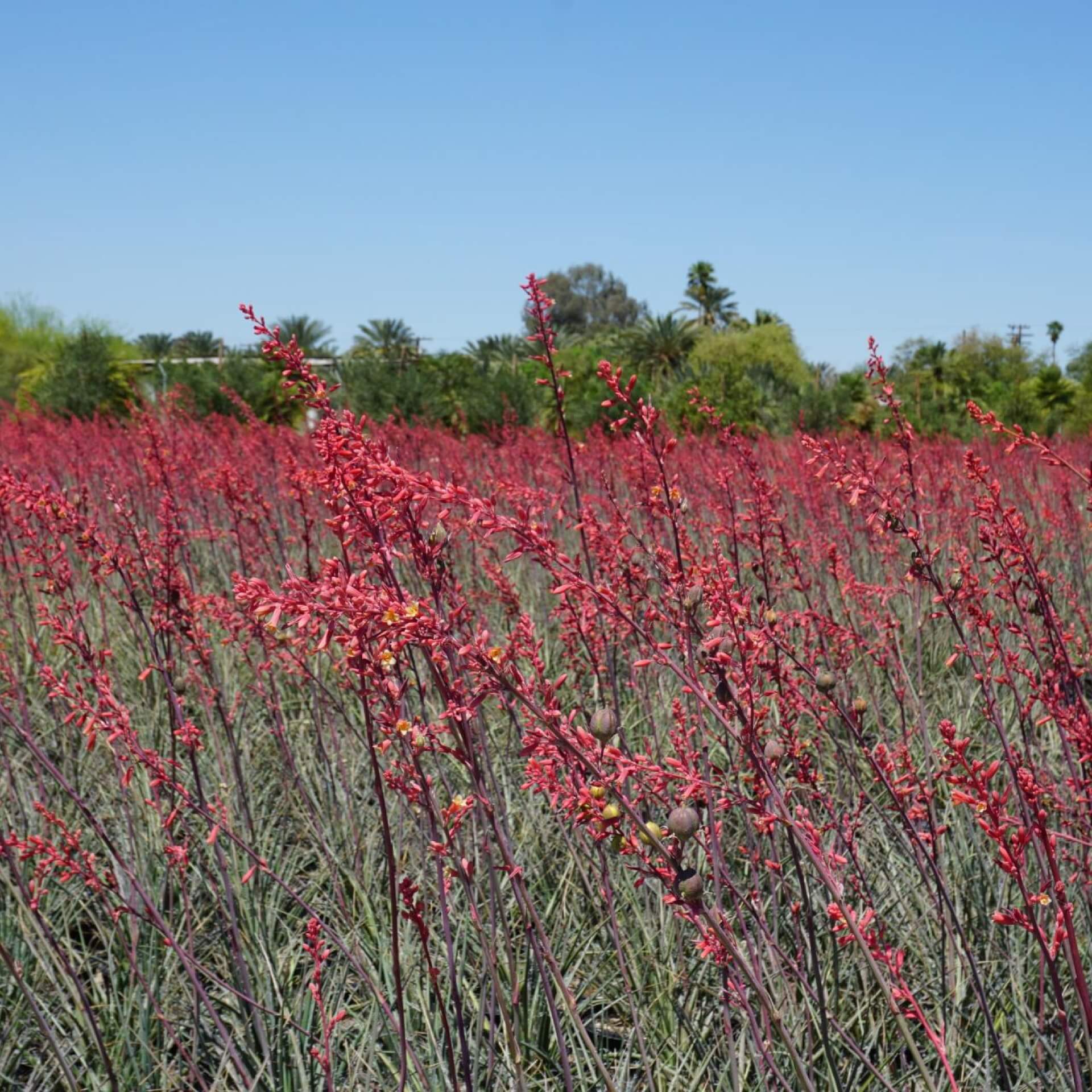 Rote Yucca (Hesperaloe parviflora)