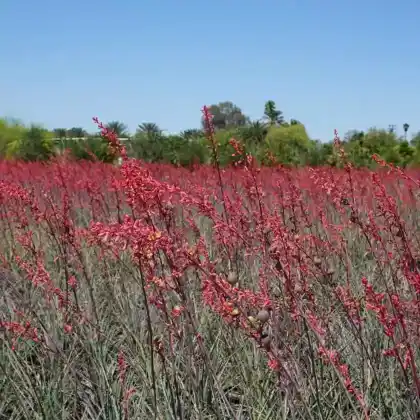 Foto von Rote Yucca (Hesperaloe parviflora)