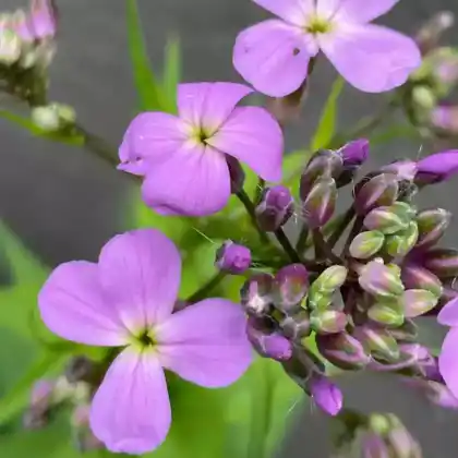 Foto von Nachtviole (Hesperis matronalis)