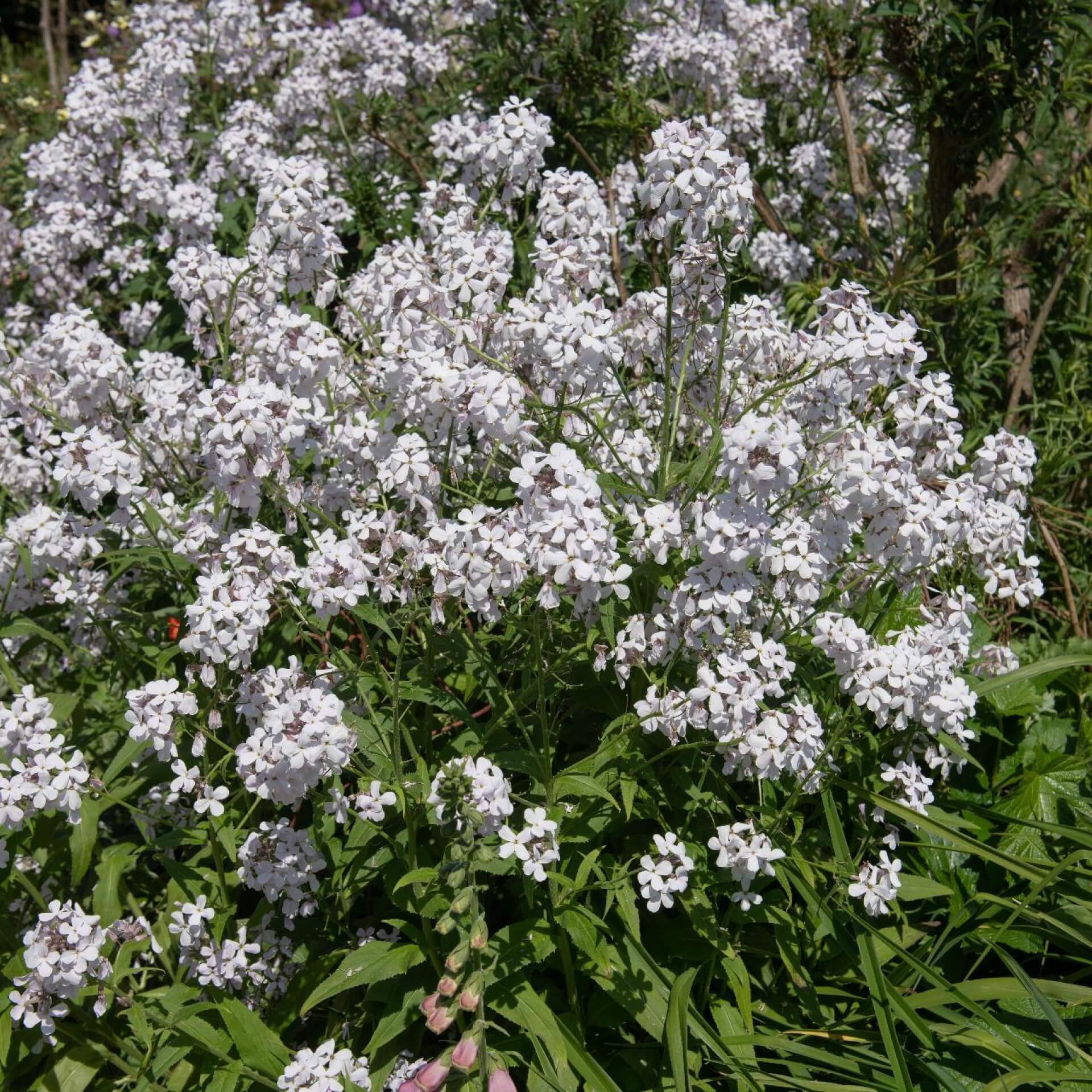 Weiße Nachtviole (Hesperis matronalis var. albiflora)