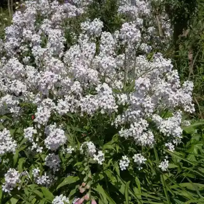 Foto von Weiße Nachtviole (Hesperis matronalis var. albiflora)