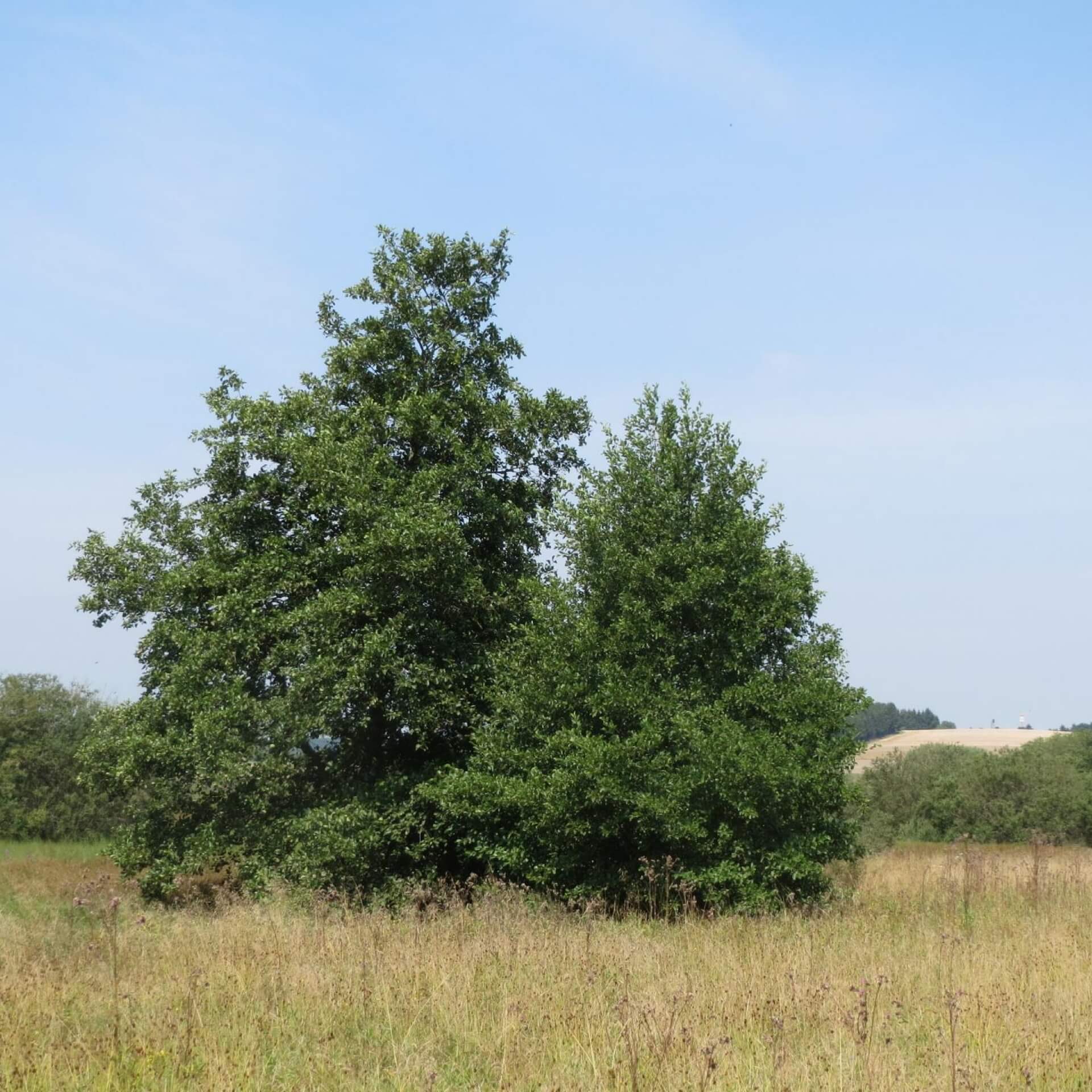 Grau-Erle (Alnus incana)