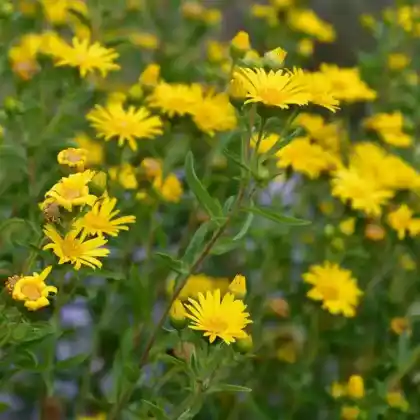 Foto von Goldaster (Heterotheca camporum var. glandulissimum)