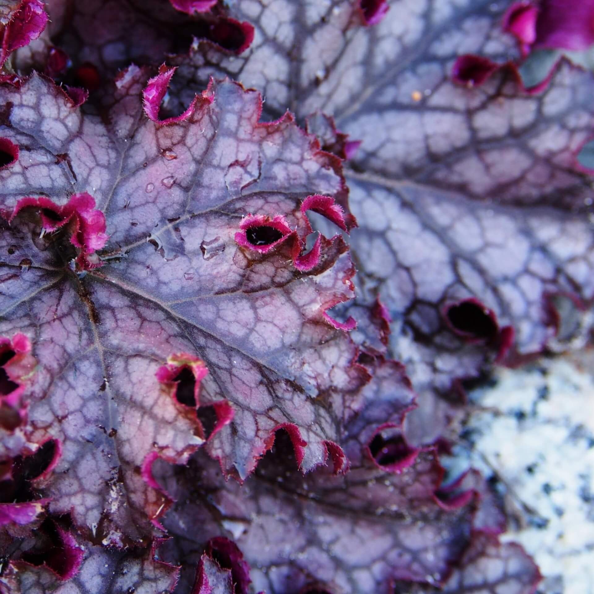 Purpurglöckchen 'Can Can' (Heuchera micrantha 'Can Can')