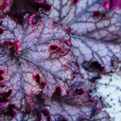 Foto von Purpurglöckchen 'Can Can' (Heuchera micrantha 'Can Can')