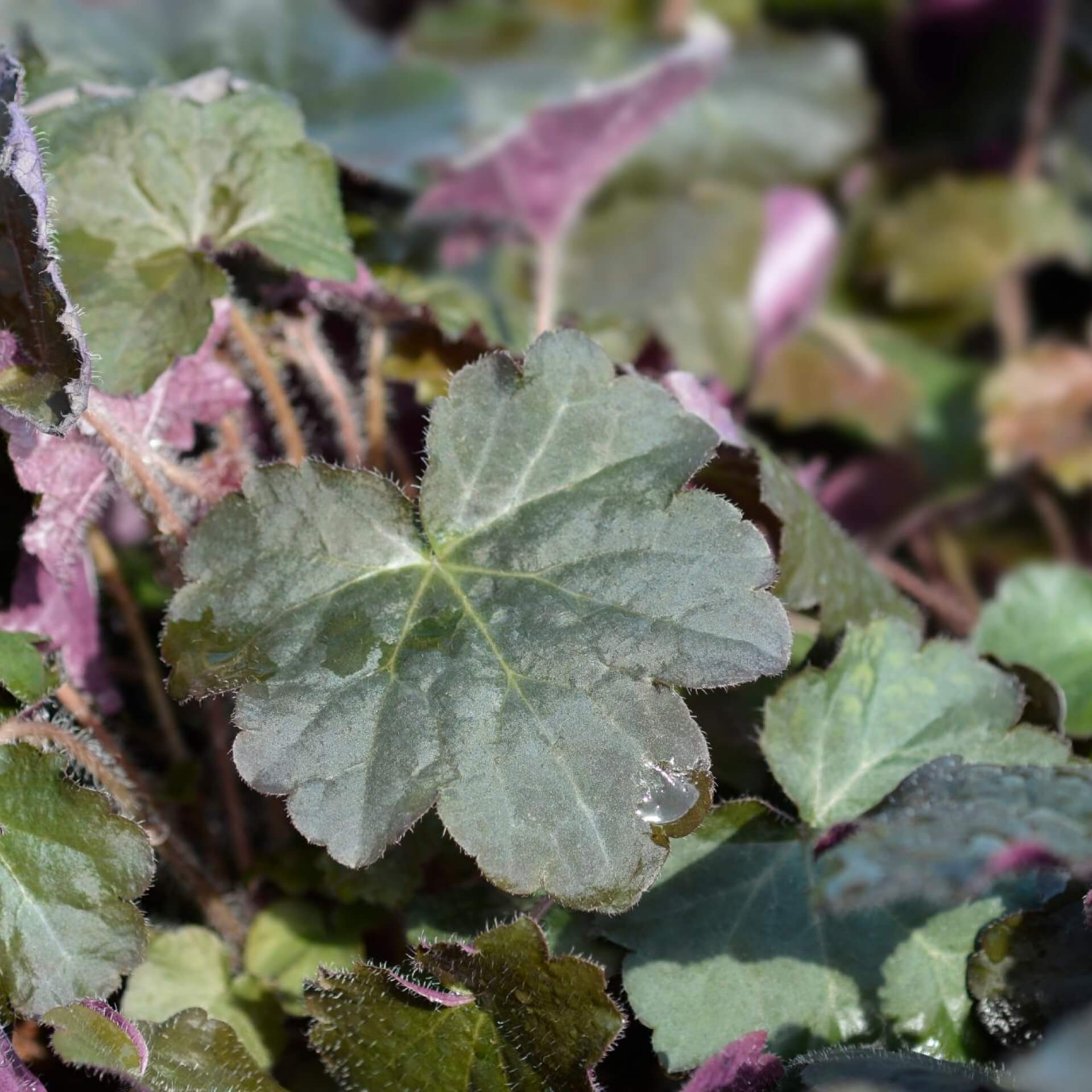 Silberglöckchen 'Palace Purple' (Heuchera micrantha 'Palace Purple')