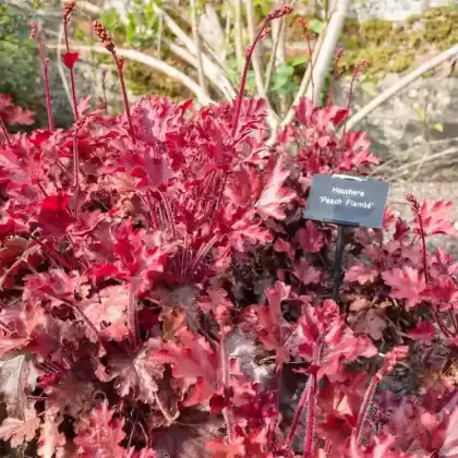 Foto von Silberglöckchen 'Peach Flambé' (Heuchera micrantha 'Peach Flambé')