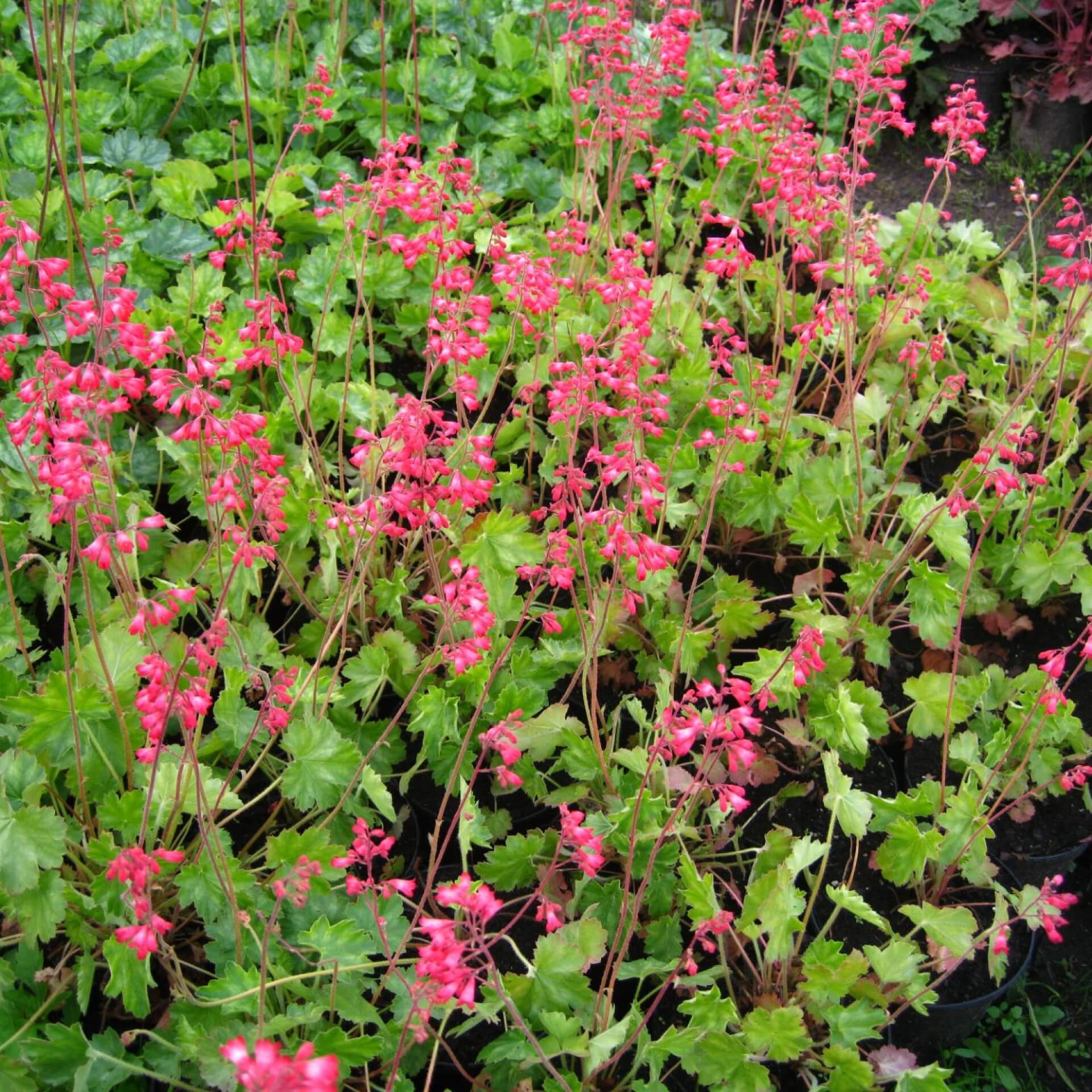 Purpurglöckchen 'Leuchtkäfer' (Heuchera sanguinea 'Leuchtkäfer')