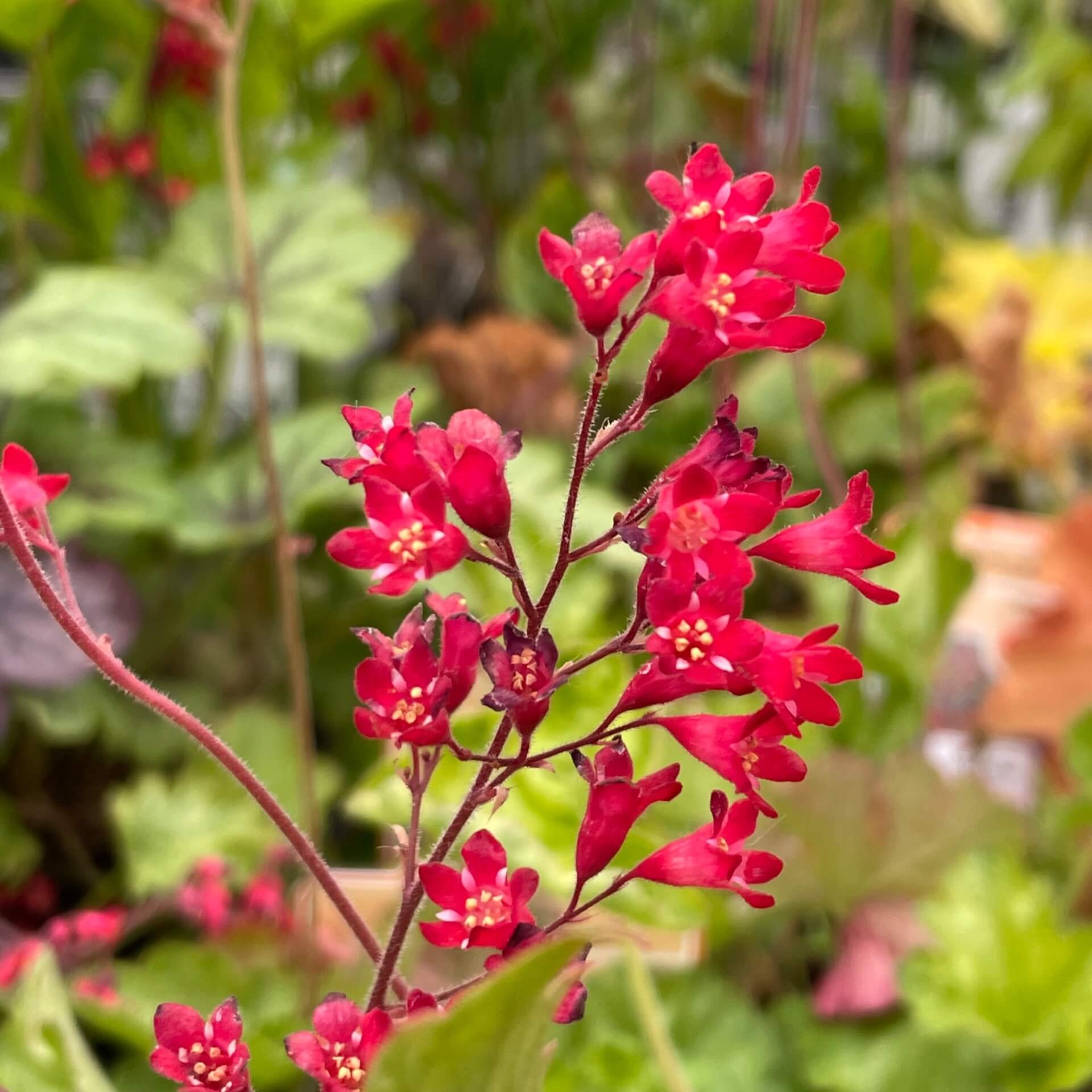 Purpurglöckchen 'Leuchtkäfer' (Heuchera sanguinea 'Leuchtkäfer')