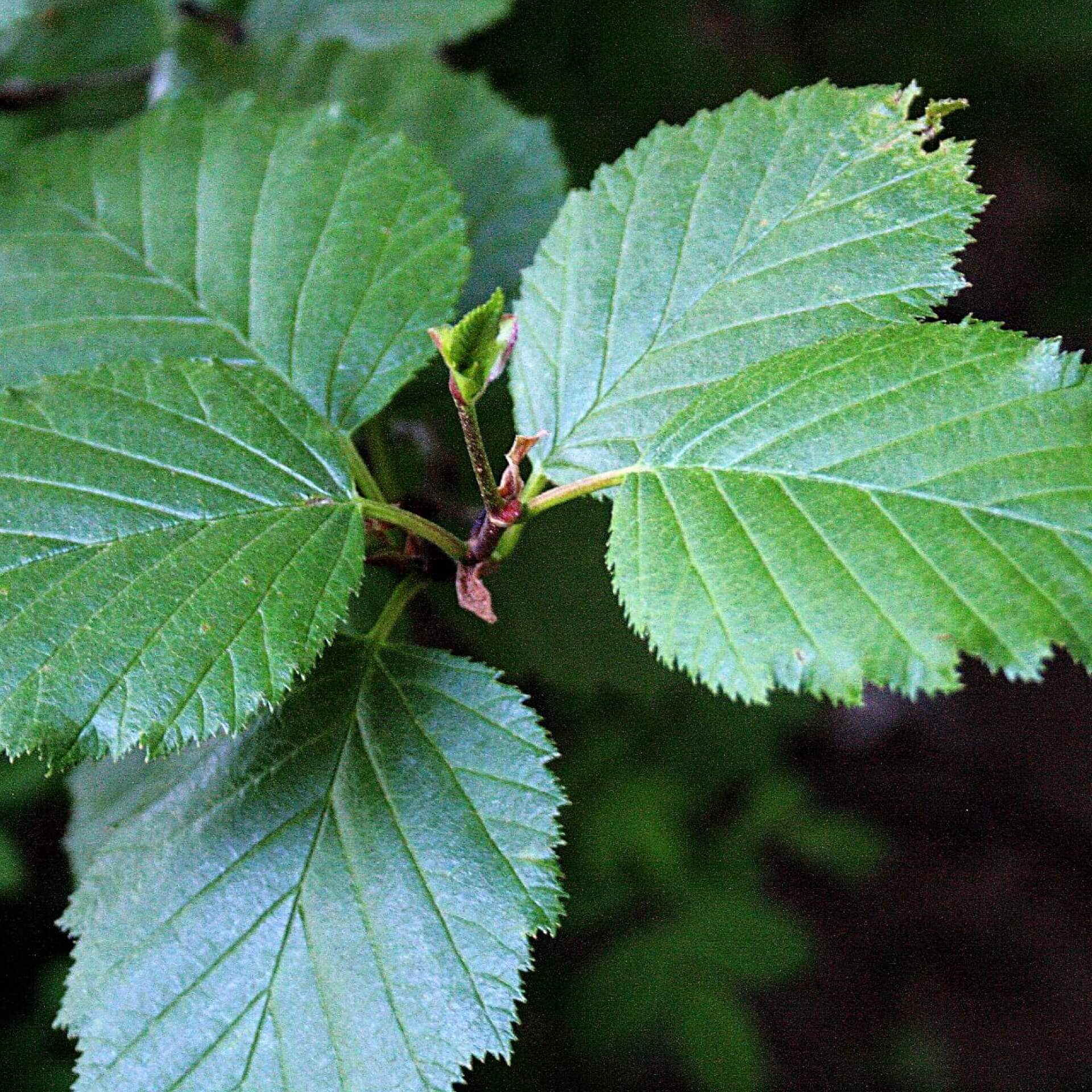 Sitka-Erle (Alnus sinuata)