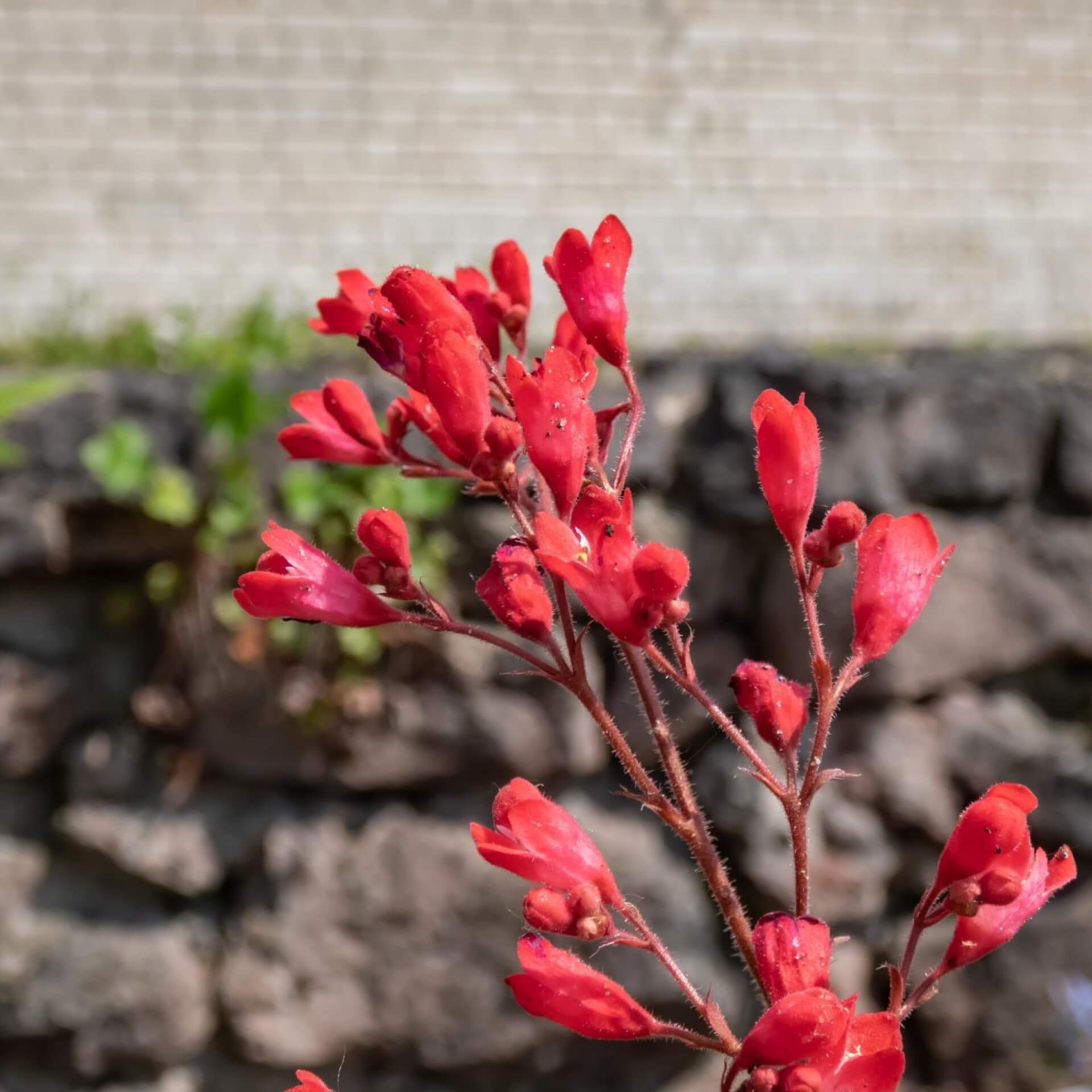 Purpurglöckchen 'Splendens' (Heuchera sanguinea 'Splendens')