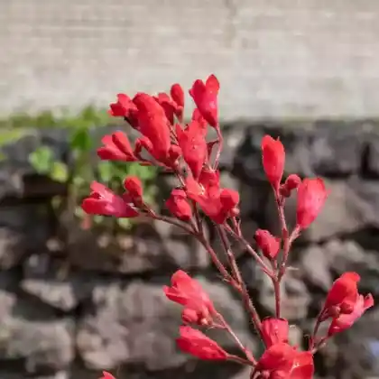 Foto von Purpurglöckchen 'Splendens' (Heuchera sanguinea 'Splendens')