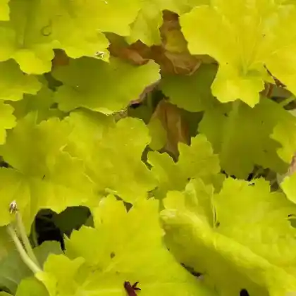 Foto von Silberglöckchen 'Citronelle' (Heuchera villosa 'Citronella')