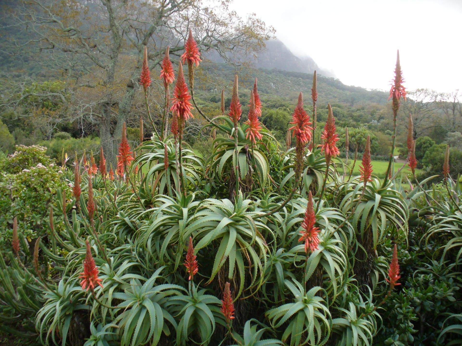 Baum-Aloe: Expertenwissen für Garten & Balkon