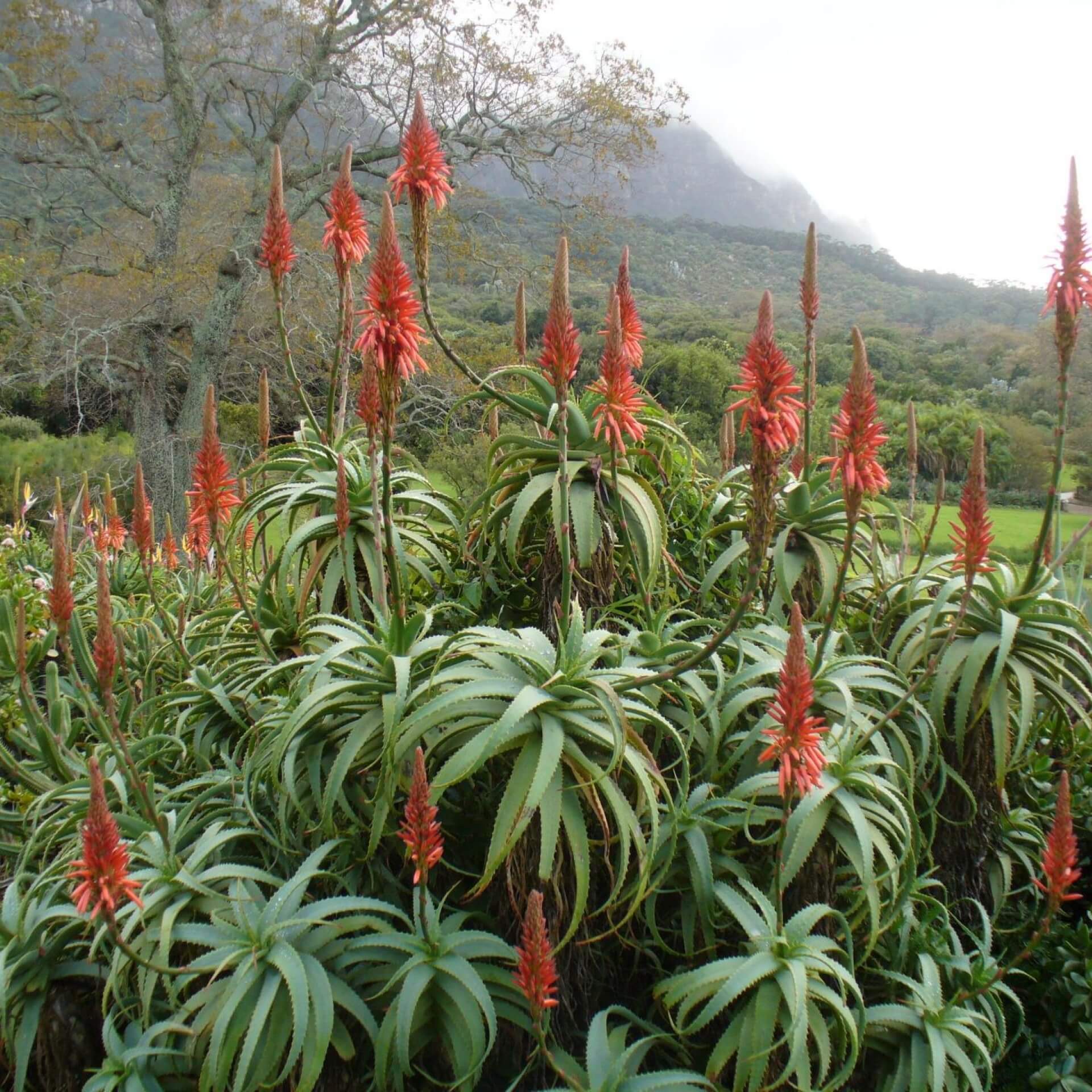 Baum-Aloe (Aloe arborescens)