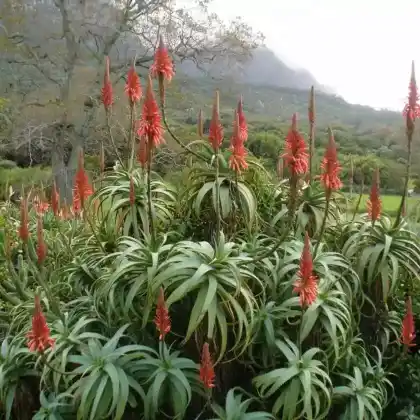 Foto von Baum-Aloe (Aloe arborescens)