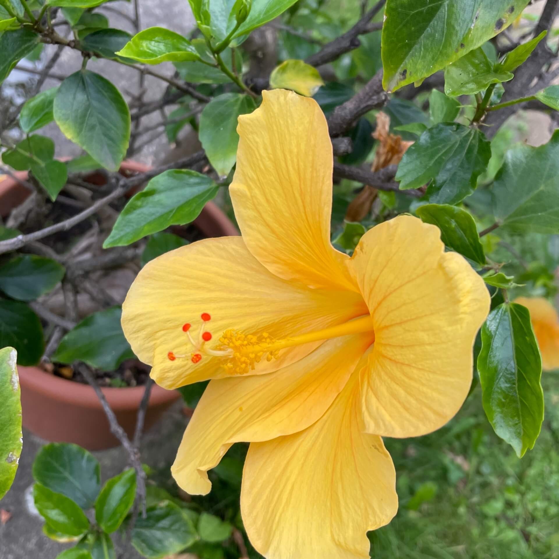 Chinesischer Rosen-Eibisch (Hibiscus rosa-sinensis)