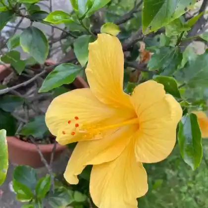 Foto von Chinesischer Rosen-Eibisch (Hibiscus rosa-sinensis)