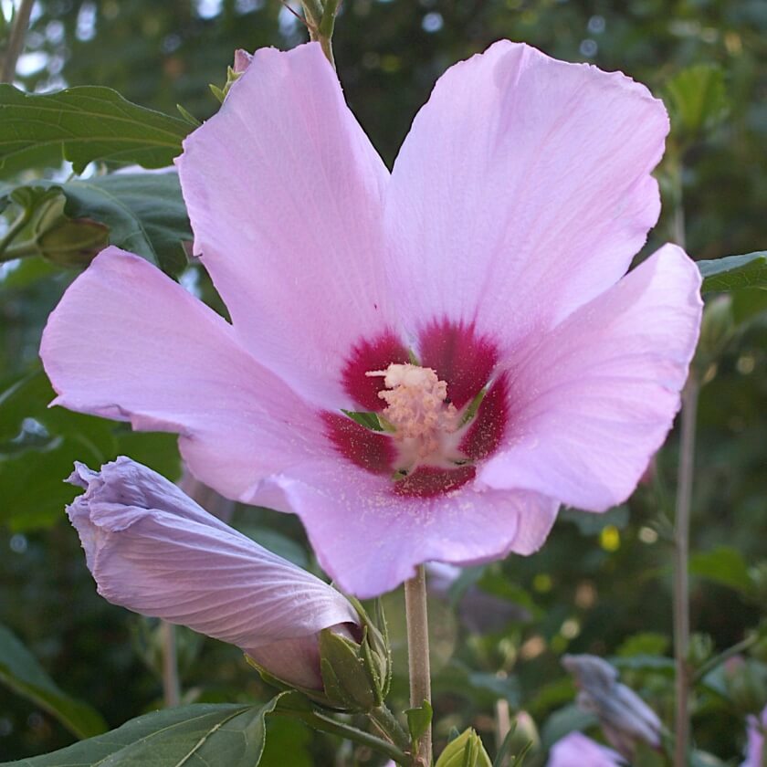Straucheibisch / Hibiscus syriacus