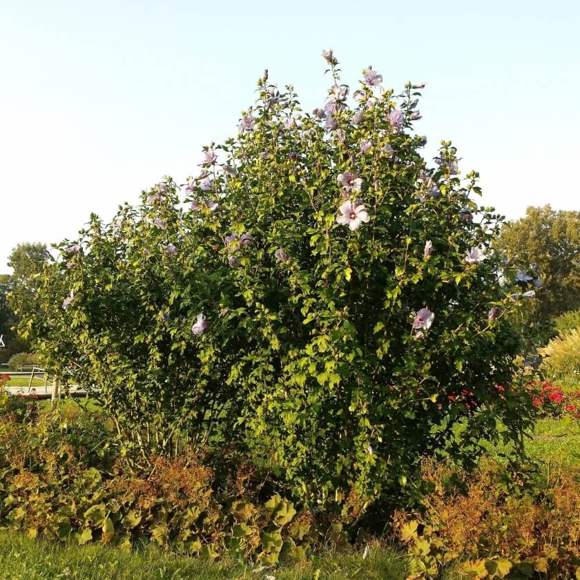 Straucheibisch / Hibiscus syriacus