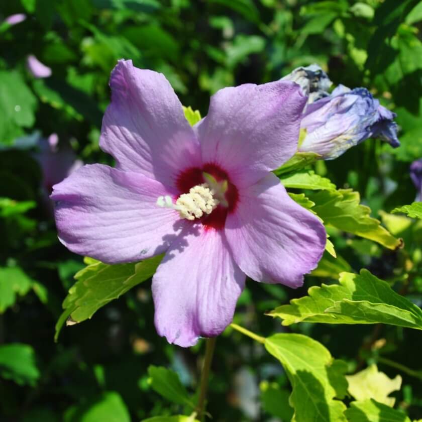 Straucheibisch / Hibiscus syriacus