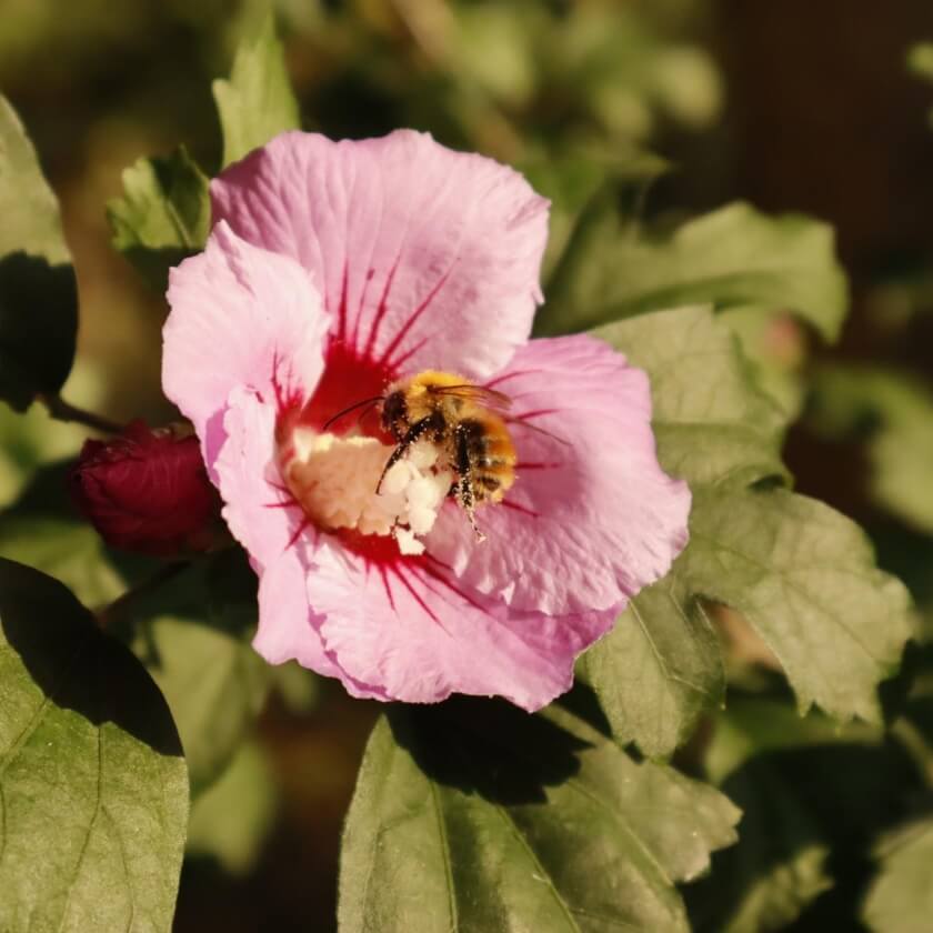 Straucheibisch / Hibiscus syriacus