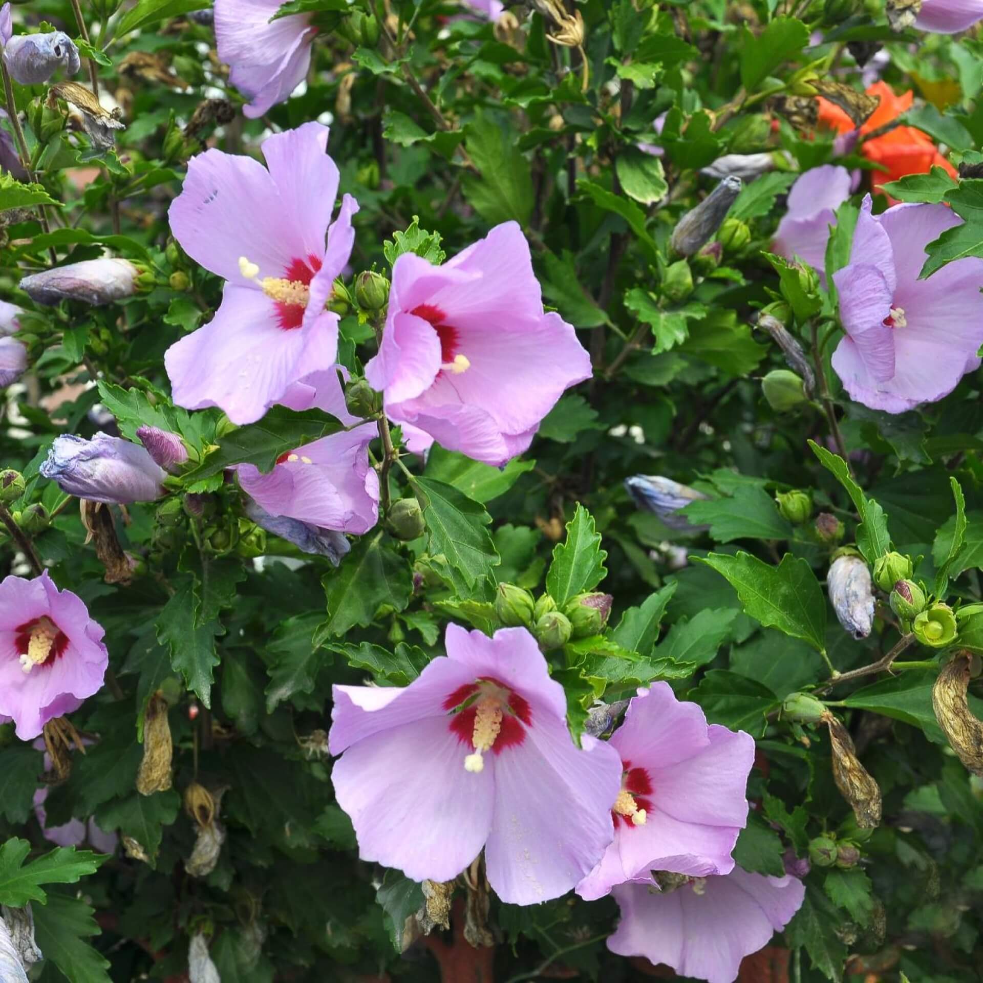 Straucheibisch (Hibiscus syriacus)