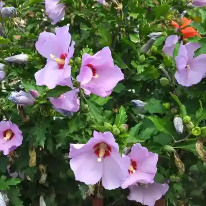 Foto von Straucheibisch (Hibiscus syriacus)