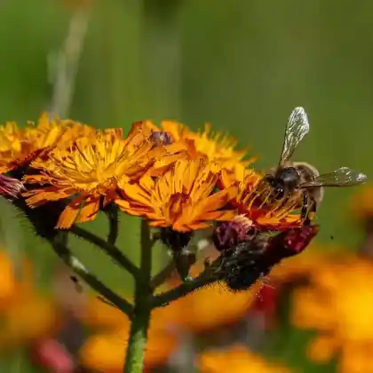 Foto von Orangerotes Habichtskraut (Hieracium aurantiacum)