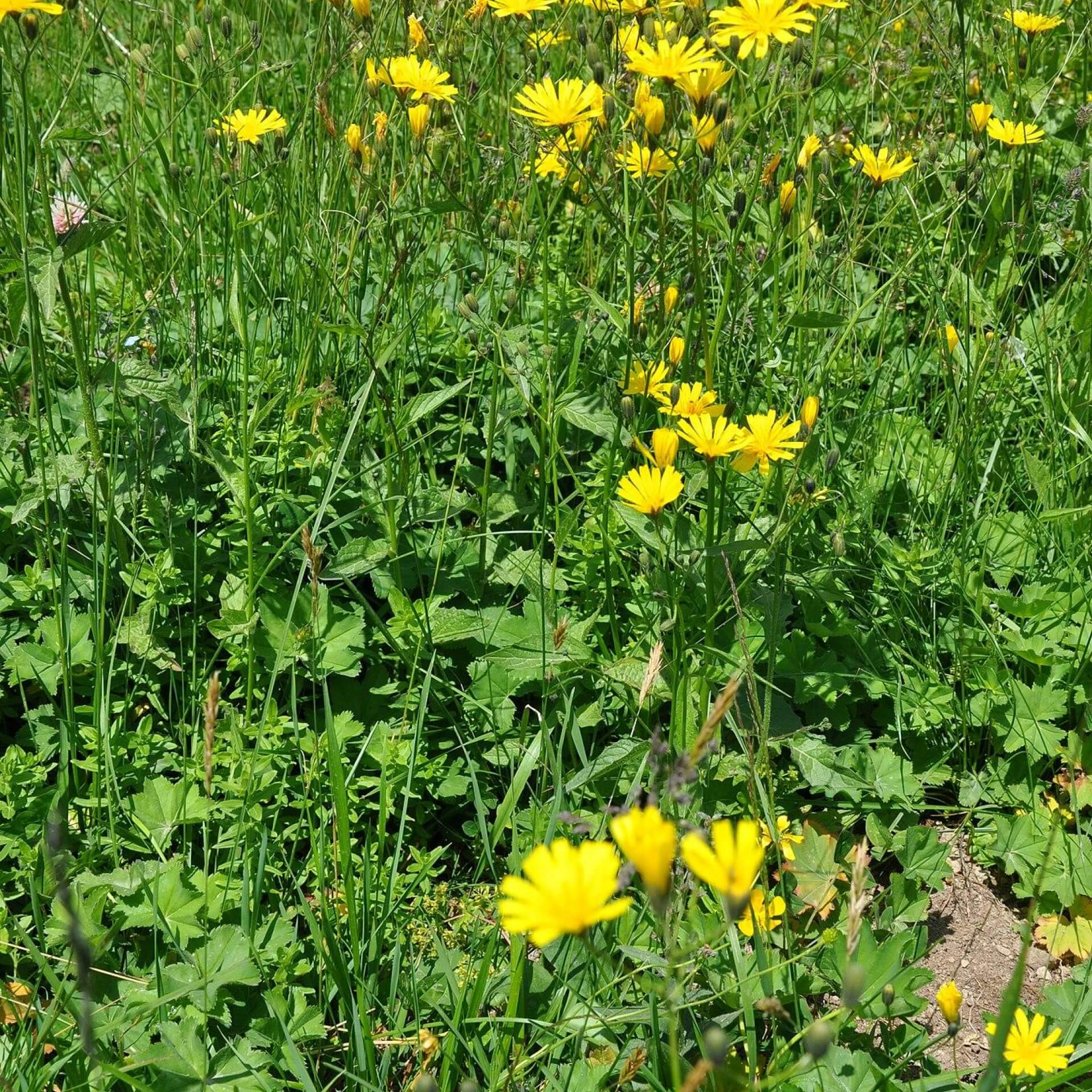 Gewöhnliches Habichtskraut (Hieracium lachenalii)