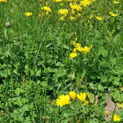 Foto von Gewöhnliches Habichtskraut (Hieracium lachenalii)