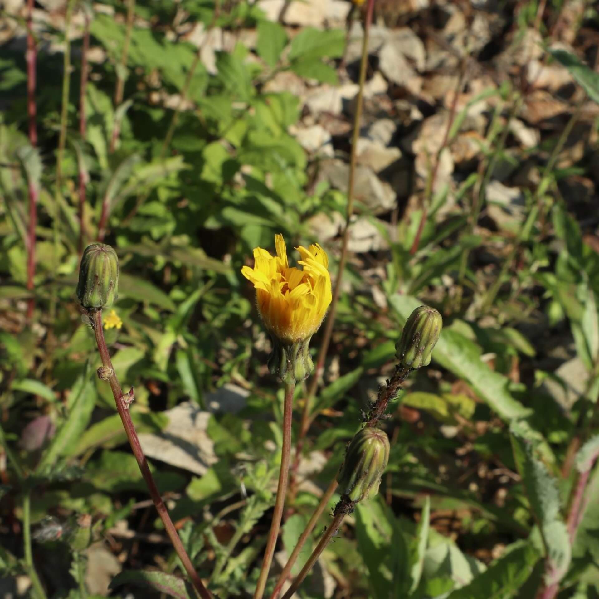Geöhrtes Habichtskraut (Hieracium lactucella)