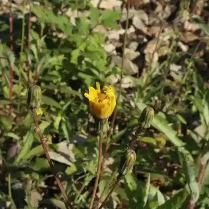 Foto von Geöhrtes Habichtskraut (Hieracium lactucella)