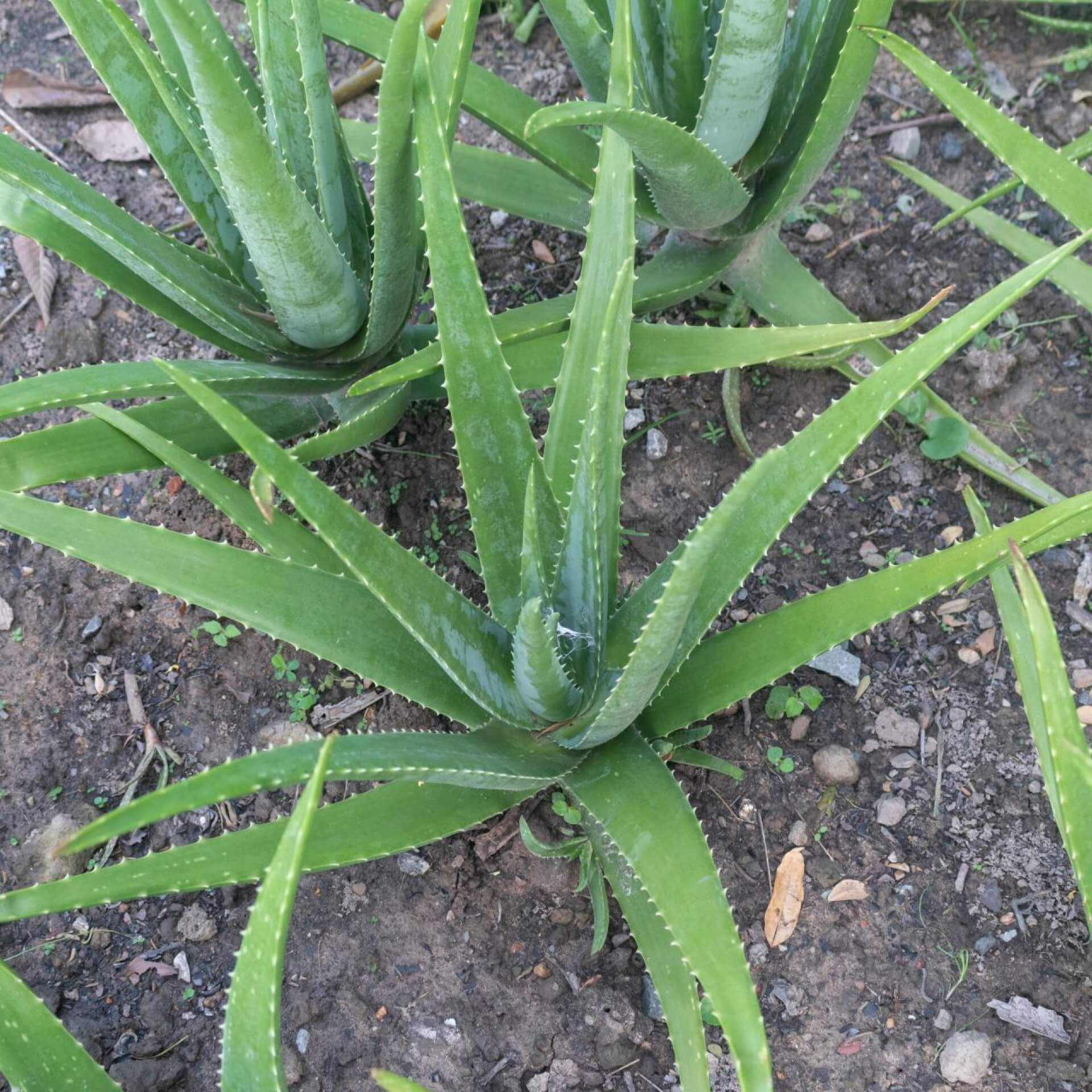 Echte Aloe (Aloe vera)