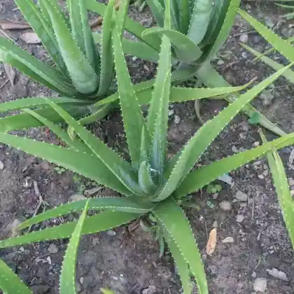 Foto von Echte Aloe (Aloe vera)